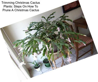 Trimming Christmas Cactus Plants: Steps On How To Prune A Christmas Cactus