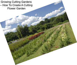 Growing Cutting Gardens – How To Create A Cutting Flower Garden