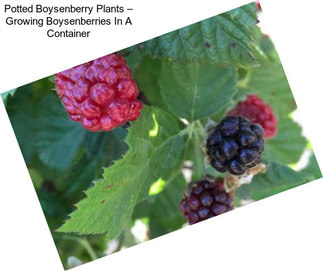 Potted Boysenberry Plants – Growing Boysenberries In A Container