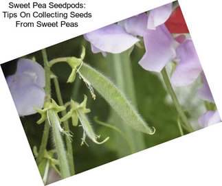 Sweet Pea Seedpods: Tips On Collecting Seeds From Sweet Peas