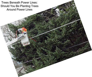 Trees Beneath Power Lines: Should You Be Planting Trees Around Power Lines