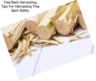 Tree Bark Harvesting: Tips For Harvesting Tree Bark Safely