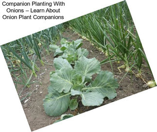 Companion Planting With Onions – Learn About Onion Plant Companions