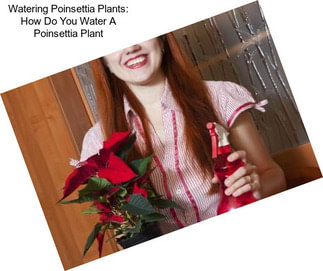 Watering Poinsettia Plants: How Do You Water A Poinsettia Plant