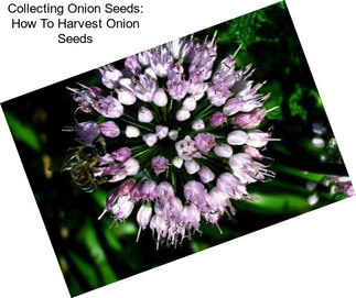 Collecting Onion Seeds: How To Harvest Onion Seeds