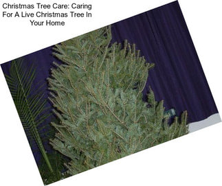 Christmas Tree Care: Caring For A Live Christmas Tree In Your Home