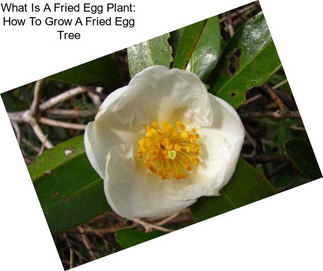 What Is A Fried Egg Plant: How To Grow A Fried Egg Tree