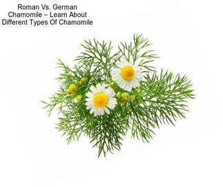 Roman Vs. German Chamomile – Learn About Different Types Of Chamomile