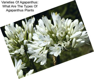 Varieties Of Agapanthus: What Are The Types Of Agapanthus Plants