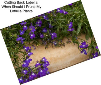 Cutting Back Lobelia: When Should I Prune My Lobelia Plants