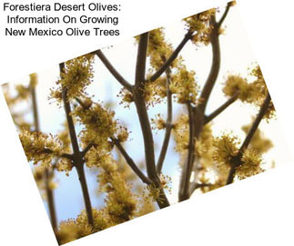 Forestiera Desert Olives: Information On Growing New Mexico Olive Trees