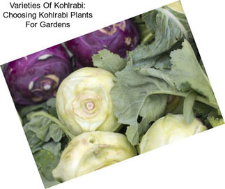 Varieties Of Kohlrabi: Choosing Kohlrabi Plants For Gardens