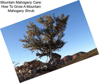 Mountain Mahogany Care: How To Grow A Mountain Mahogany Shrub