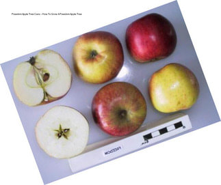 Freedom Apple Tree Care – How To Grow A Freedom Apple Tree