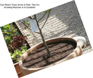 Can Peach Trees Grow In Pots: Tips On Growing Peaches In A Container