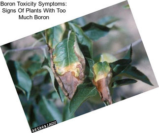 Boron Toxicity Symptoms: Signs Of Plants With Too Much Boron