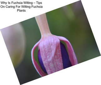 Why Is Fuchsia Wilting – Tips On Caring For Wilting Fuchsia Plants