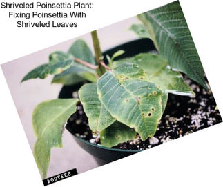 Shriveled Poinsettia Plant: Fixing Poinsettia With Shriveled Leaves