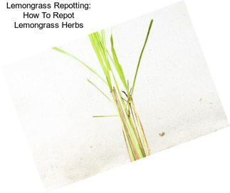 Lemongrass Repotting: How To Repot Lemongrass Herbs