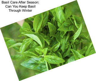 Basil Care After Season: Can You Keep Basil Through Winter