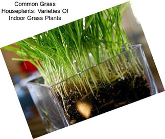 Common Grass Houseplants: Varieties Of Indoor Grass Plants