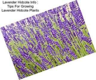 Lavender Hidcote Info : Tips For Growing Lavender Hidcote Plants