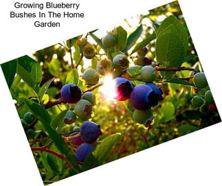 Growing Blueberry Bushes In The Home Garden