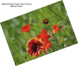 Blanket Flowers Care: How To Grow Blanket Flower