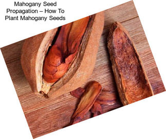 Mahogany Seed Propagation – How To Plant Mahogany Seeds