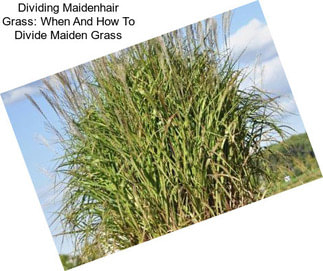 Dividing Maidenhair Grass: When And How To Divide Maiden Grass