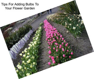 Tips For Adding Bulbs To Your Flower Garden