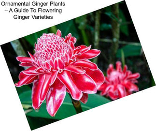 Ornamental Ginger Plants – A Guide To Flowering Ginger Varieties