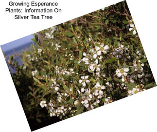 Growing Esperance Plants: Information On Silver Tea Tree