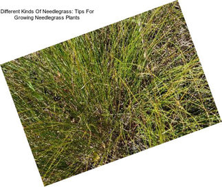 Different Kinds Of Needlegrass: Tips For Growing Needlegrass Plants