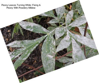 Peony Leaves Turning White: Fixing A Peony With Powdery Mildew