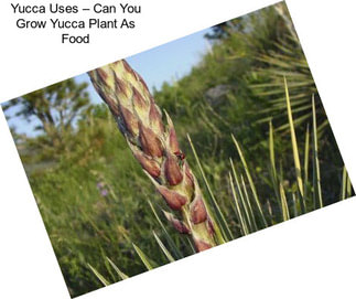 Yucca Uses – Can You Grow Yucca Plant As Food