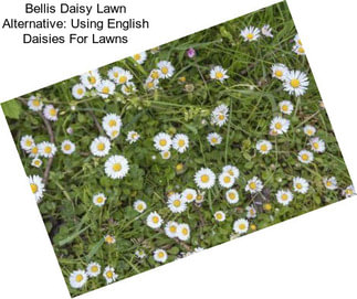 Bellis Daisy Lawn Alternative: Using English Daisies For Lawns