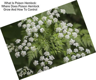 What Is Poison Hemlock: Where Does Poison Hemlock Grow And How To Control