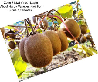 Zone 7 Kiwi Vines: Learn About Hardy Varieties Kiwi For Zone 7 Climates