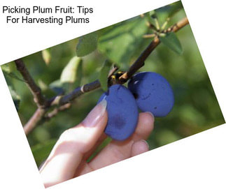 Picking Plum Fruit: Tips For Harvesting Plums