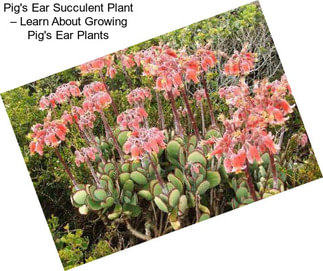 Pig\'s Ear Succulent Plant – Learn About Growing Pig\'s Ear Plants