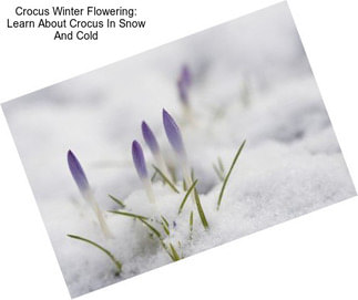Crocus Winter Flowering: Learn About Crocus In Snow And Cold