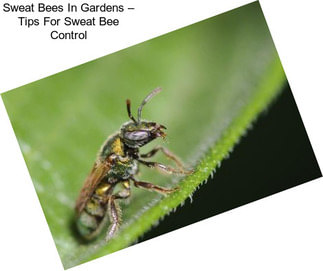 Sweat Bees In Gardens – Tips For Sweat Bee Control