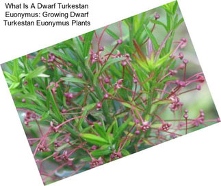 What Is A Dwarf Turkestan Euonymus: Growing Dwarf Turkestan Euonymus Plants