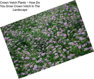 Crown Vetch Plants – How Do You Grow Crown Vetch In The Landscape