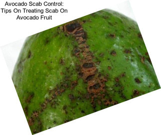 Avocado Scab Control: Tips On Treating Scab On Avocado Fruit