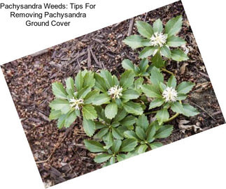 Pachysandra Weeds: Tips For Removing Pachysandra Ground Cover