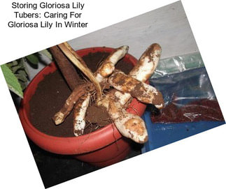 Storing Gloriosa Lily Tubers: Caring For Gloriosa Lily In Winter