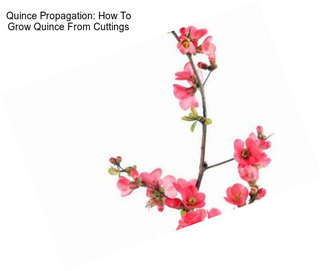 Quince Propagation: How To Grow Quince From Cuttings
