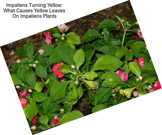 Impatiens Turning Yellow: What Causes Yellow Leaves On Impatiens Plants